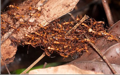 Army Ants