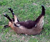 Fainting Goats (Tennessee Fainting Goat)