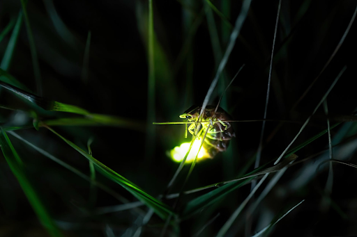 Fireflies or Lightning Bugs