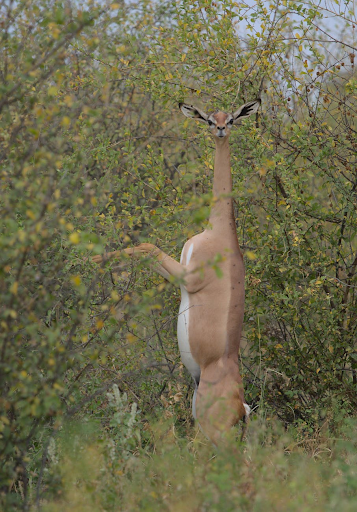 Gerenuk