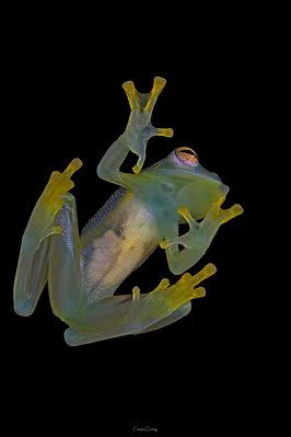Glass Frogs