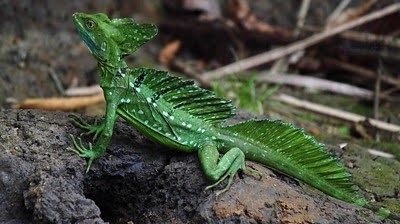 Green Basilisk Lizard (Jesus Christ Lizard)