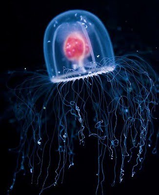 Immortal Jellyfish