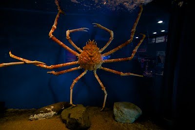 Japanese Spider crab