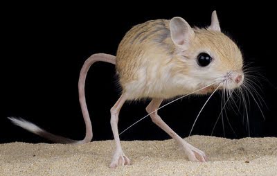 Jerboa