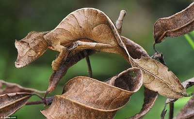 Leaf tail gecko