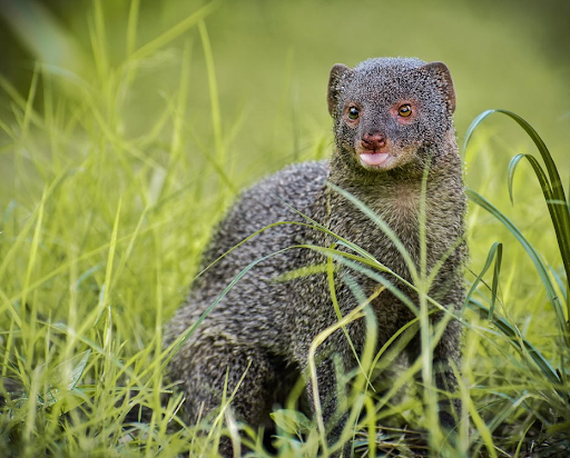 Mongoose