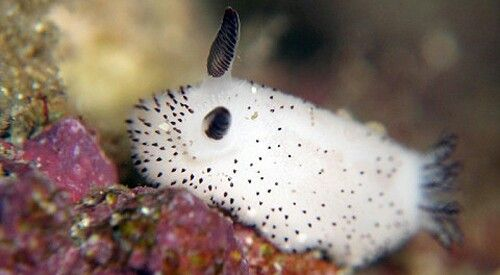 Sea bunny slug