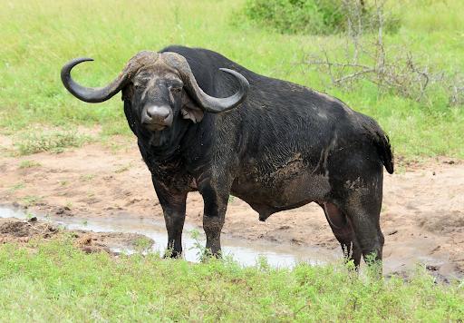 Water buffalo
