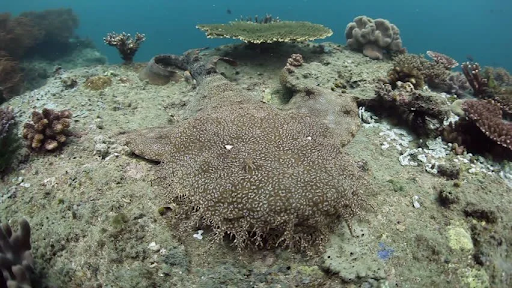wobbegong_shark