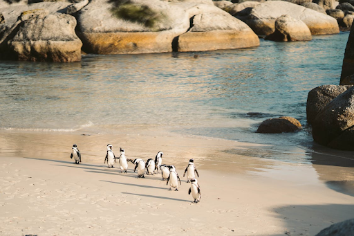 Boulders Beach