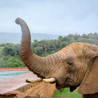 An elephant using its trunk